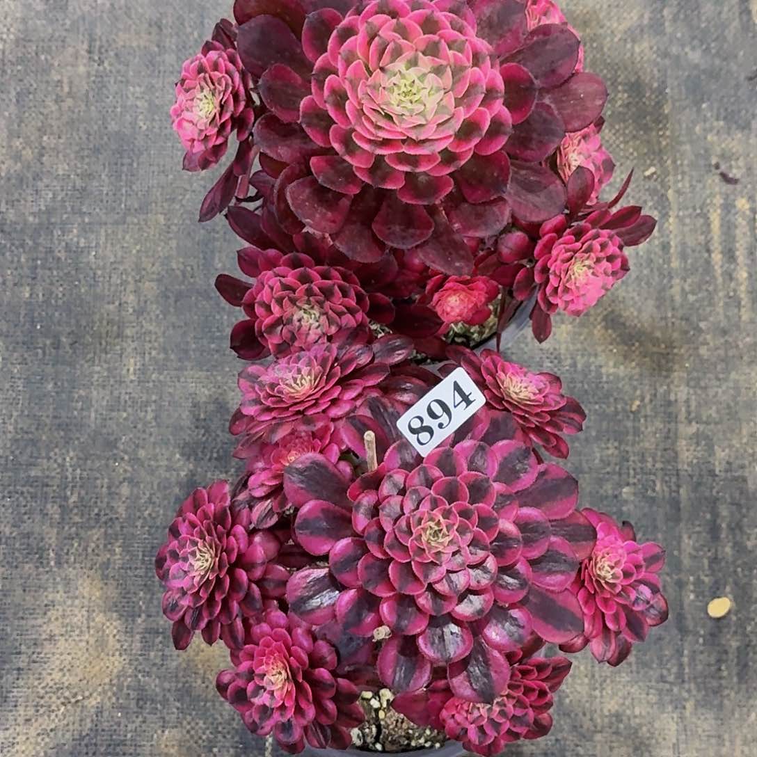 太****%897894两颗红铜超白嫩桩多肉植物