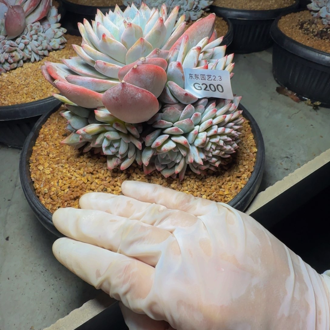 g g g g g g g g 200