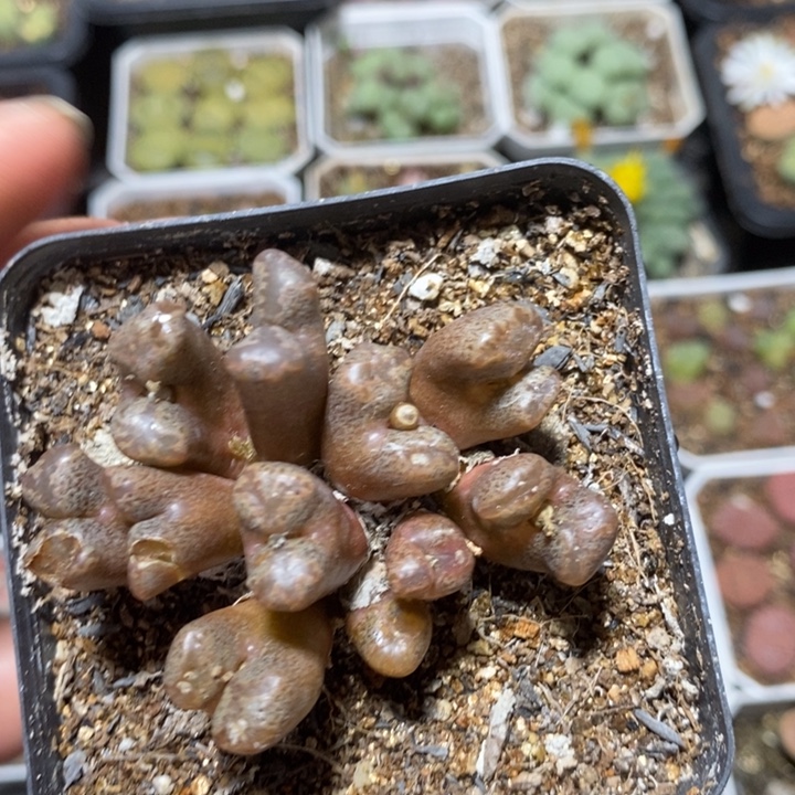 捧花酒红蝴蝶勋章