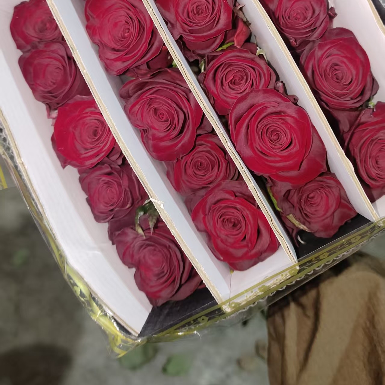 高原红玫瑰10支装