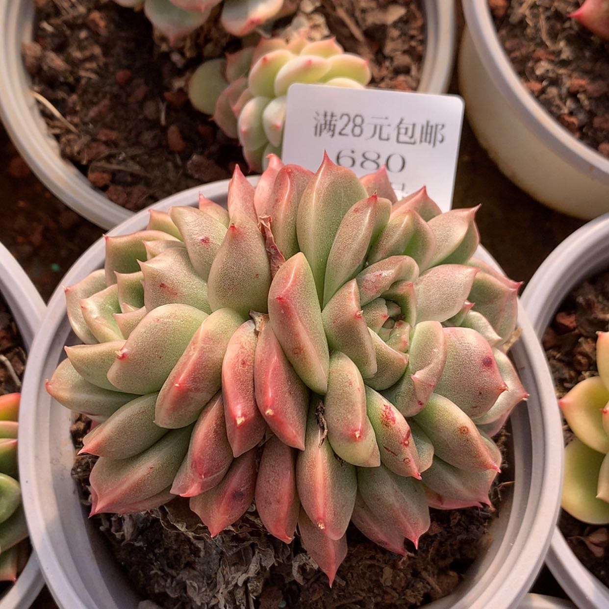 【闪购商品】云680号