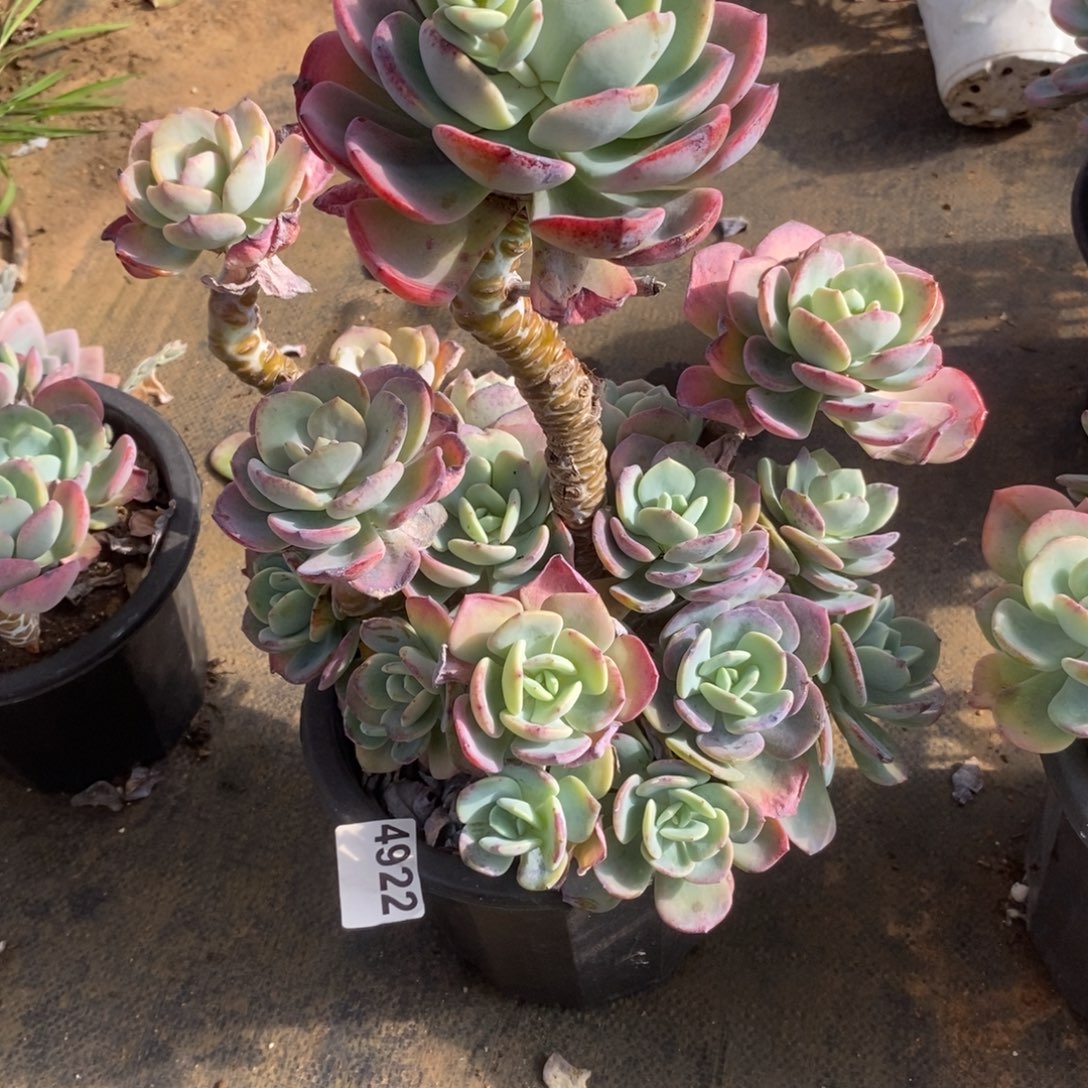 4922白月光一物一拍