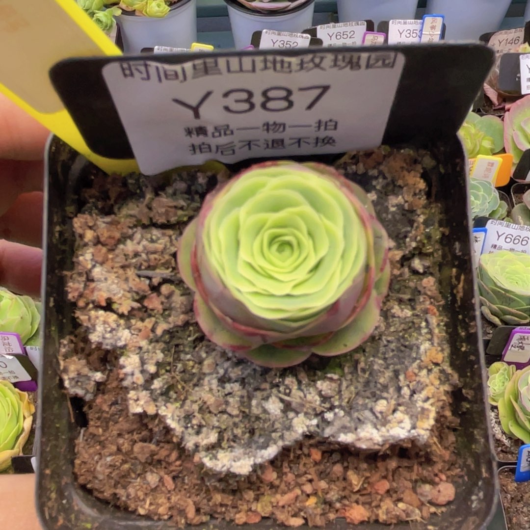 茁野多肉玫瑰387一物一拍