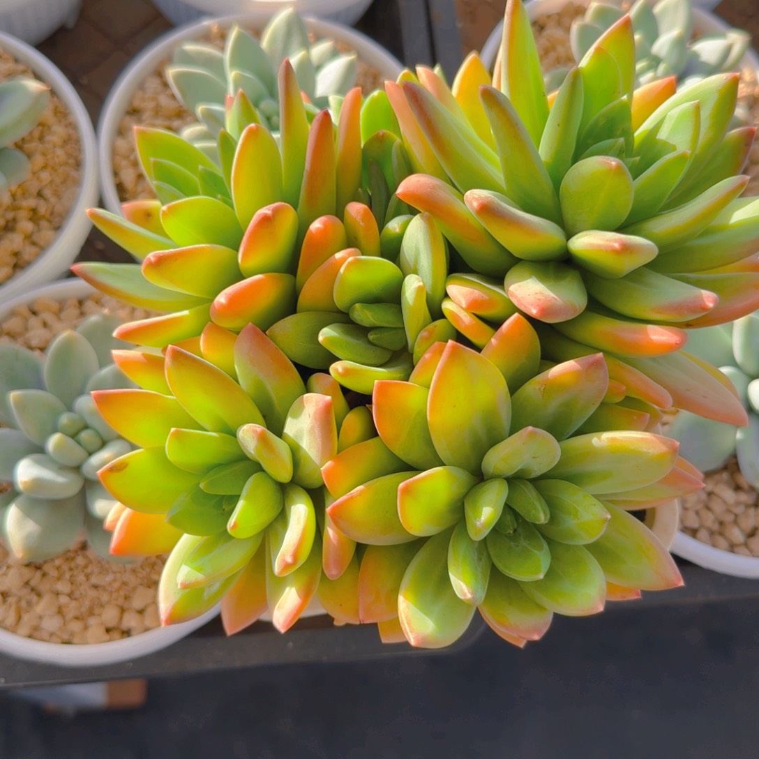 *****杨杨得意补差价多肉11111111