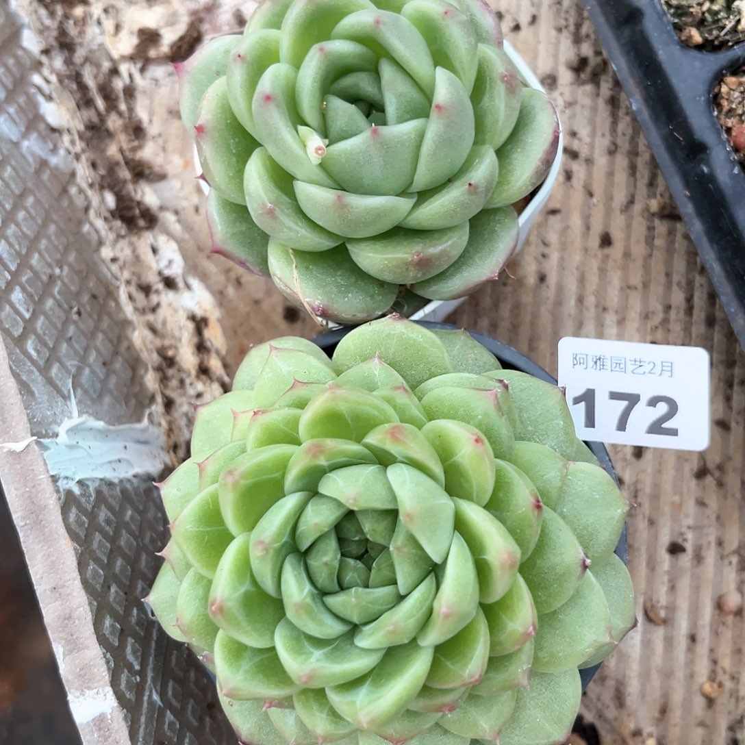 阿雅园艺。           172