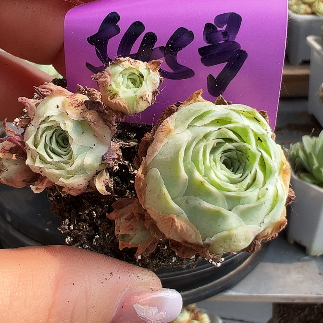 山地玫瑰锦秋夕5月26日545号