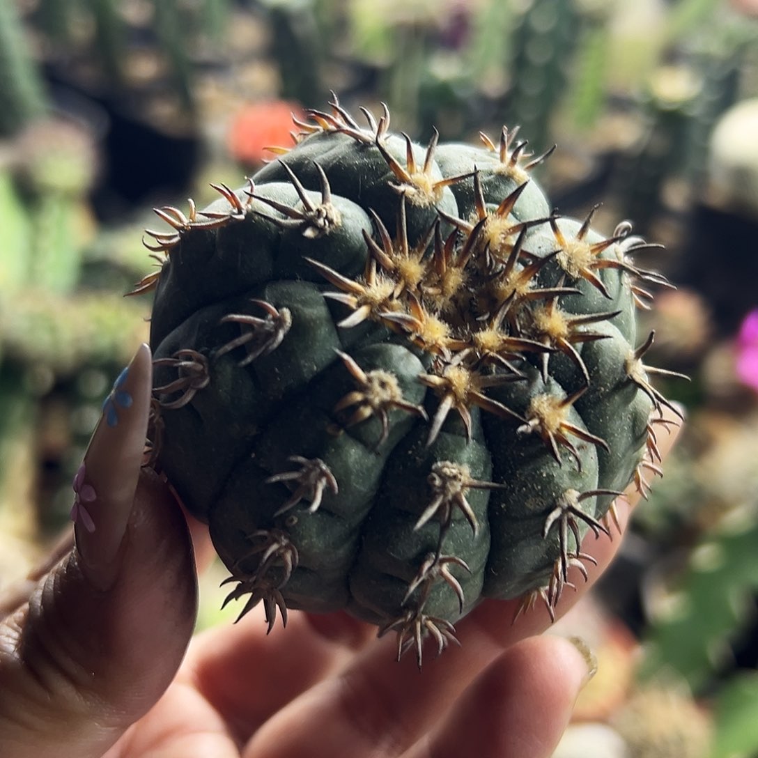 猫爪福利仙人球1111111111