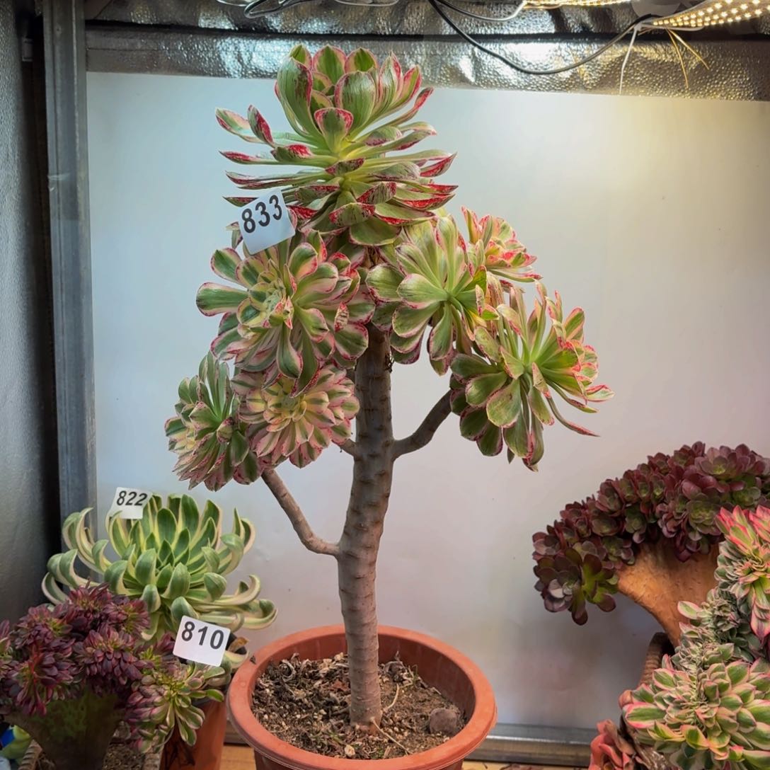 多肉法师v锦锦833