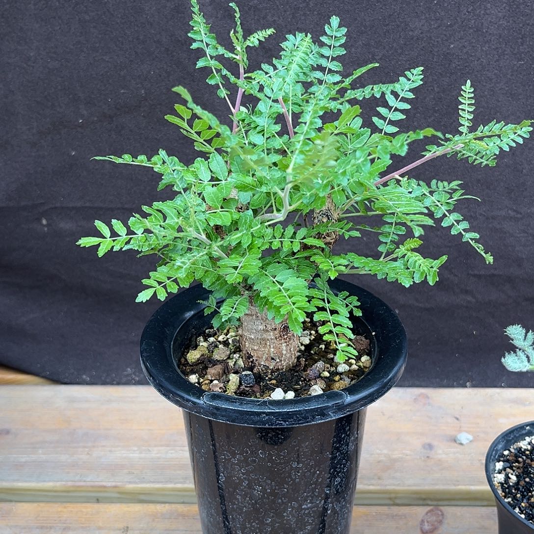 汤圆植物尼勒达乳香橄榄