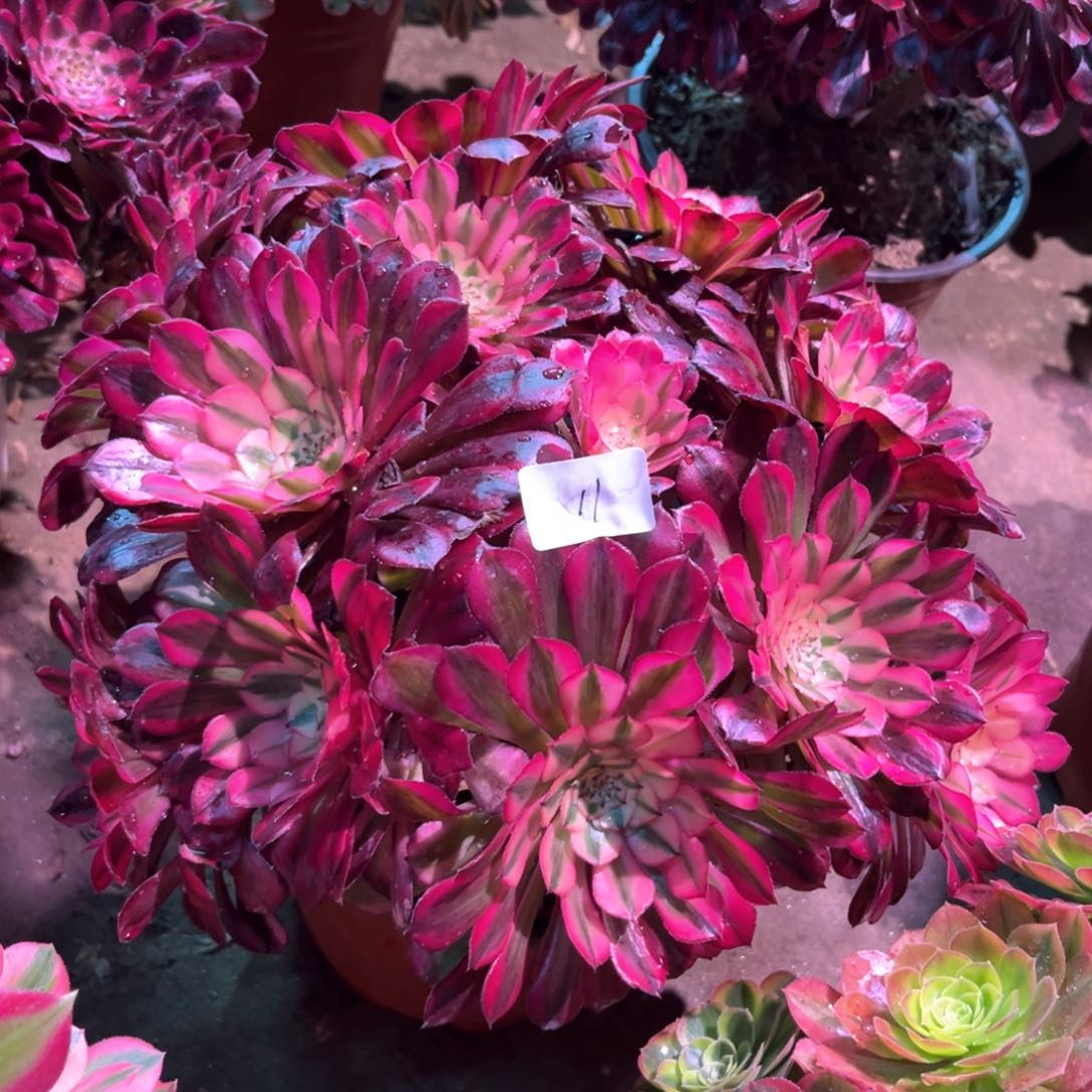 多肉植物红铜白011