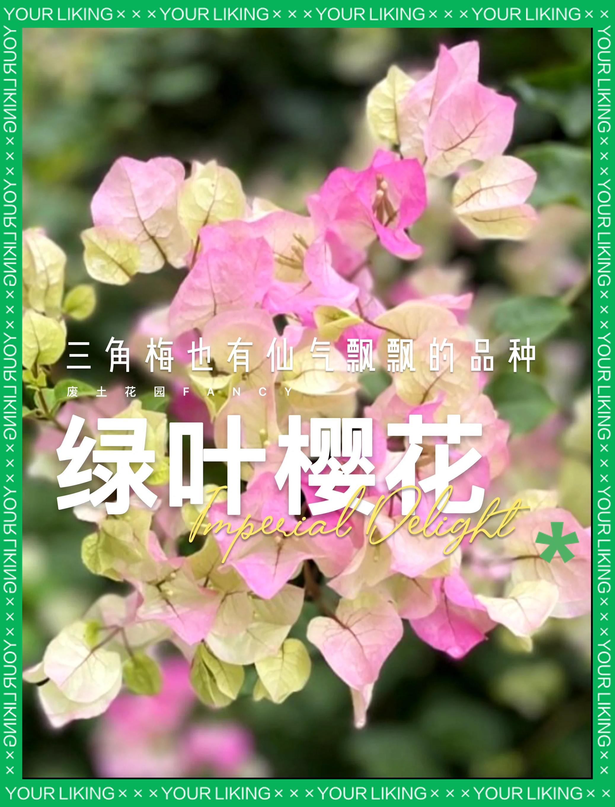 三角梅名品【绿叶樱花】带土带叶带根四季开花阳台庭院带花盆栽