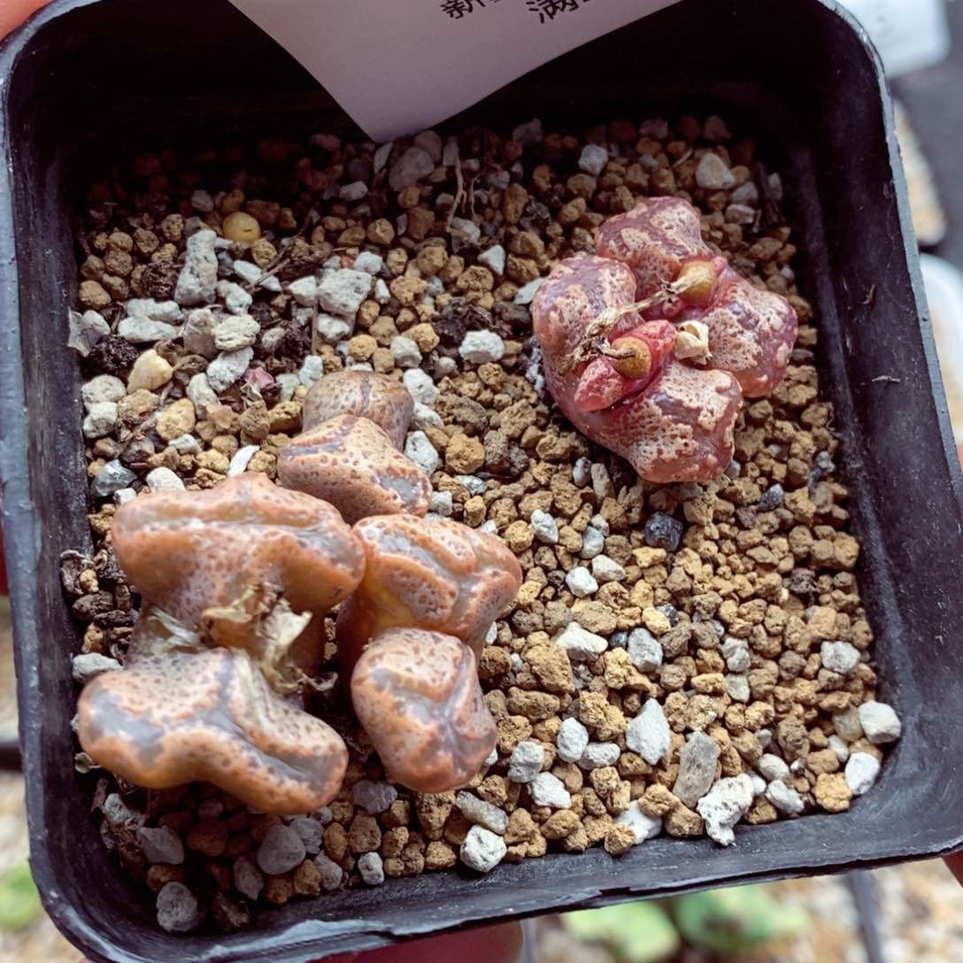 我是一只小小鸟地域鬼的488