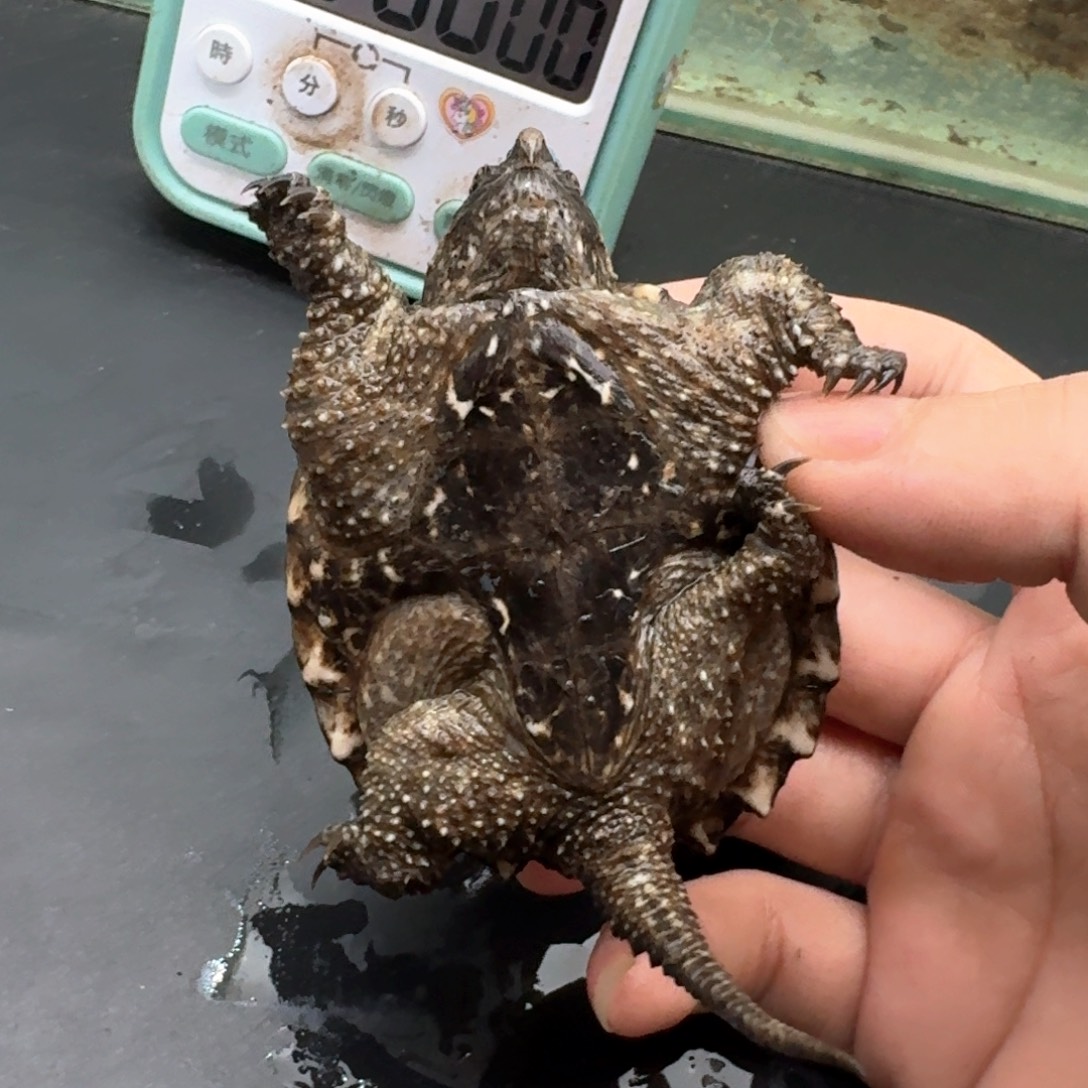 宠物龟不分公母411