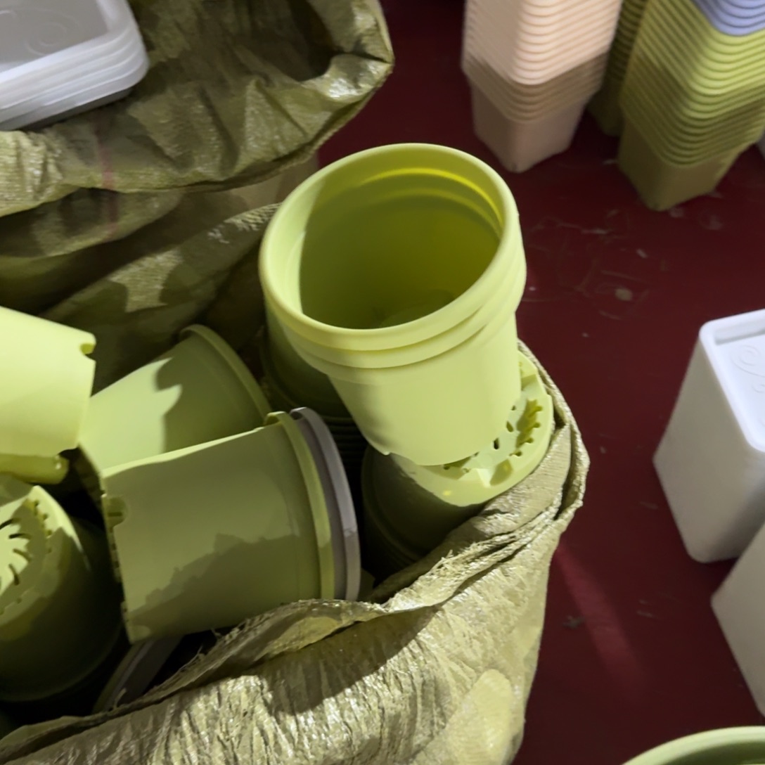 四季1号10个盆10个托盘果绿色的