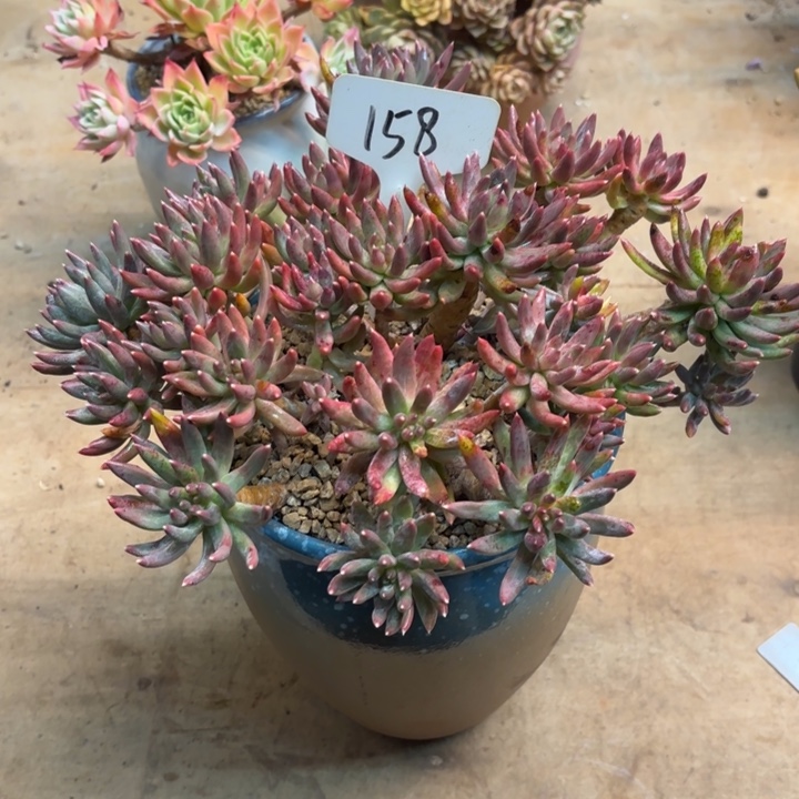多肉植物 炫彩星158号