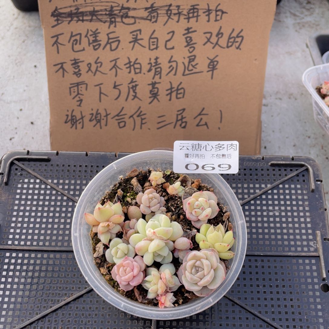 云糖心多肉植物69
