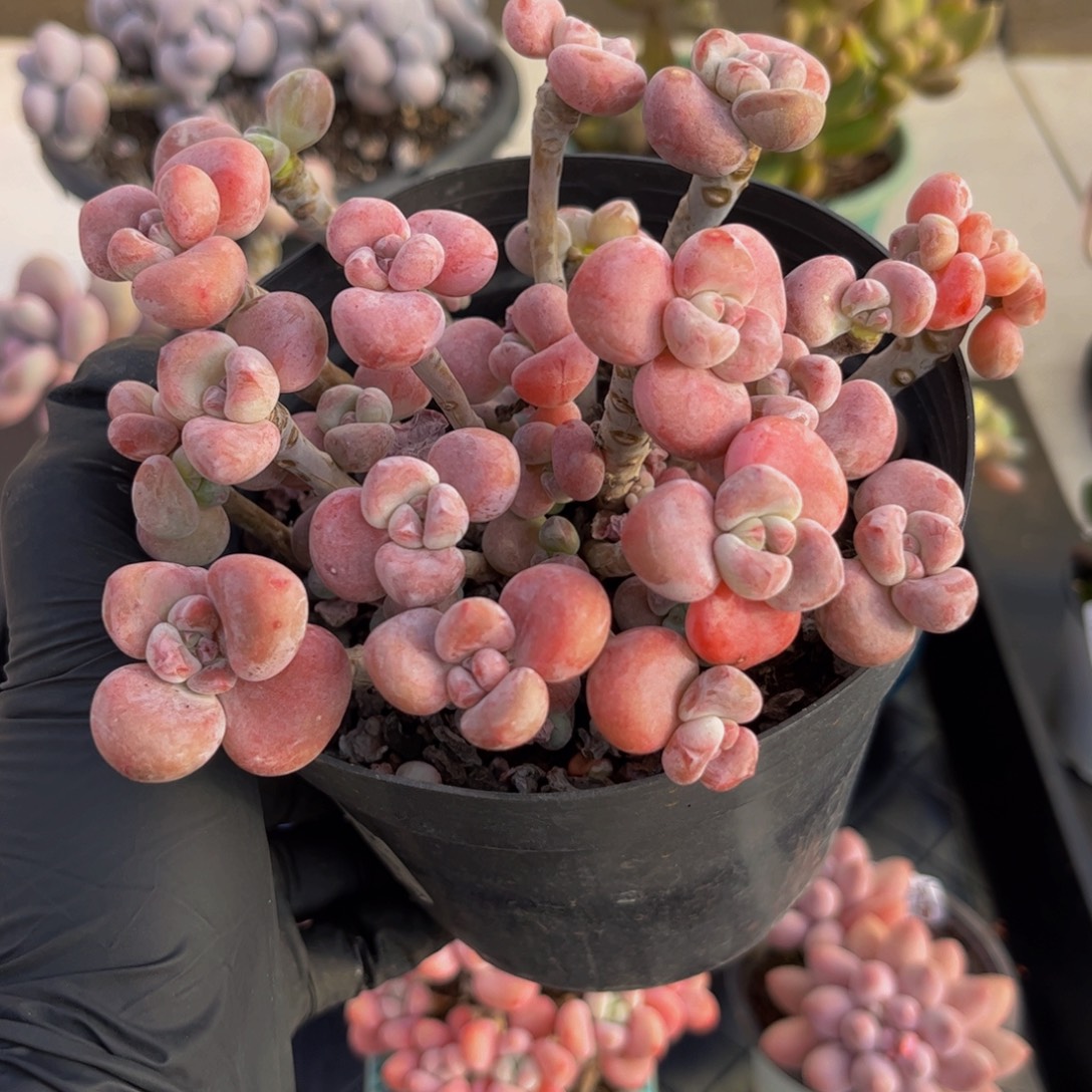 184腰子洛神13厘米多肉