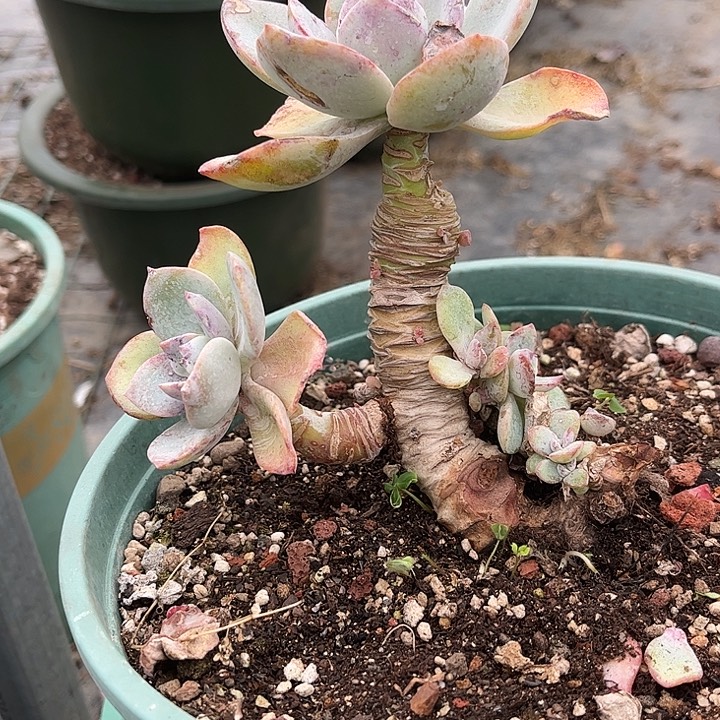 风***念682不售白凤脱土发货不退不换