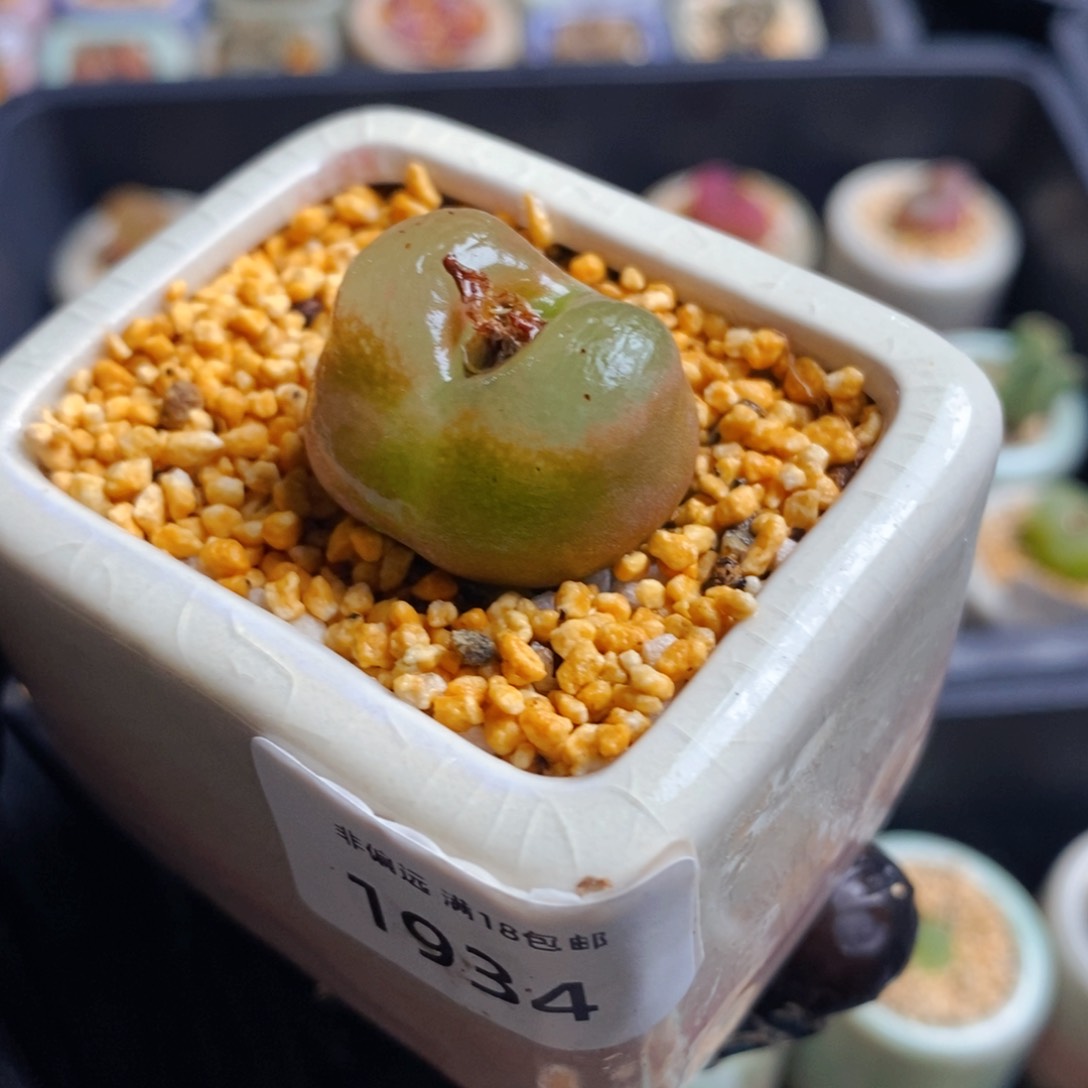 1934-一物一拍 带盆