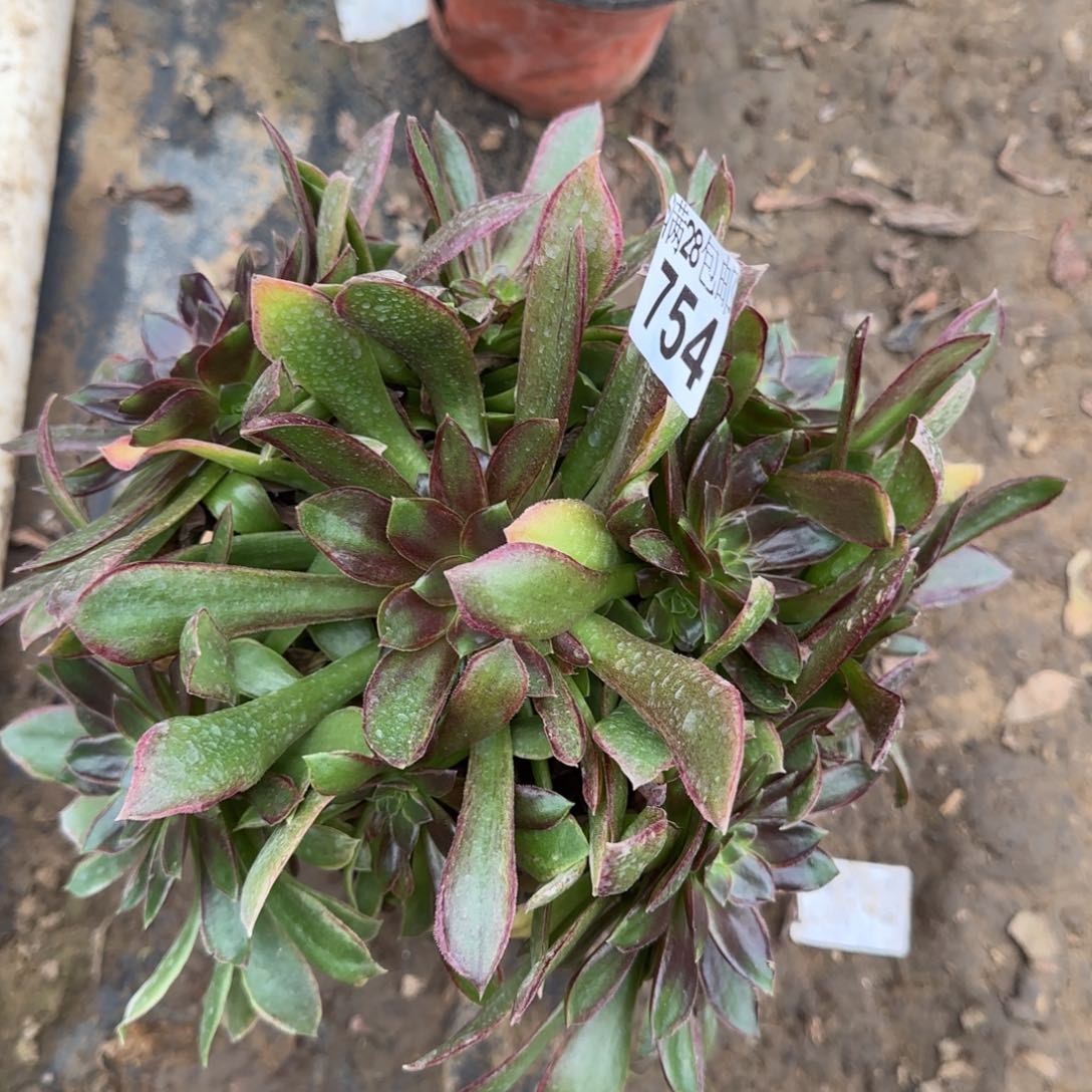 女王多肉754满28包邮断枝不包