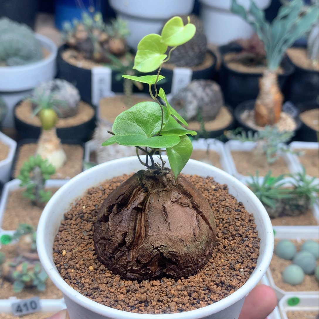 南非龟甲龙带盆发货