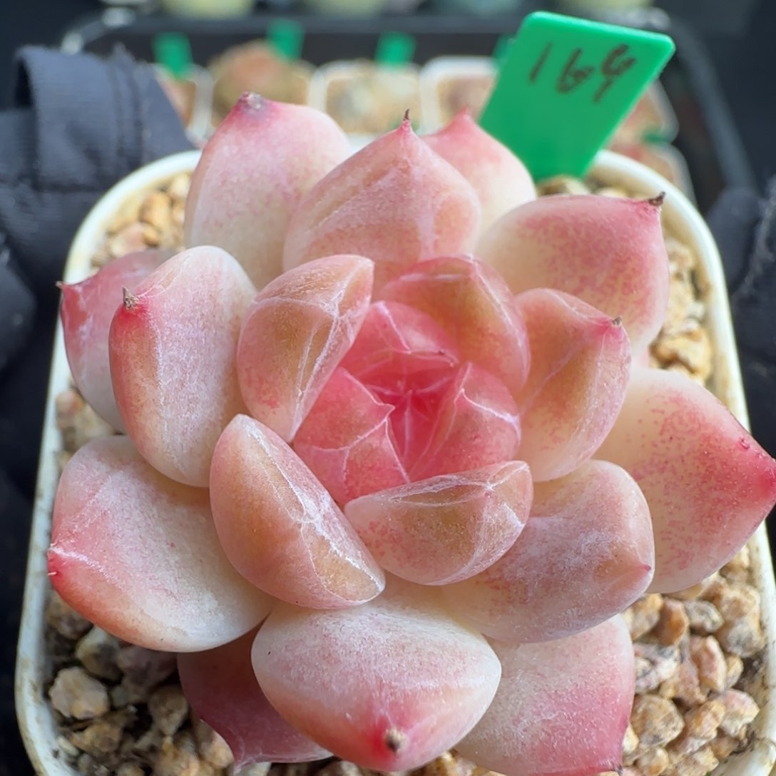 多肉169   糖心     5厘米盆