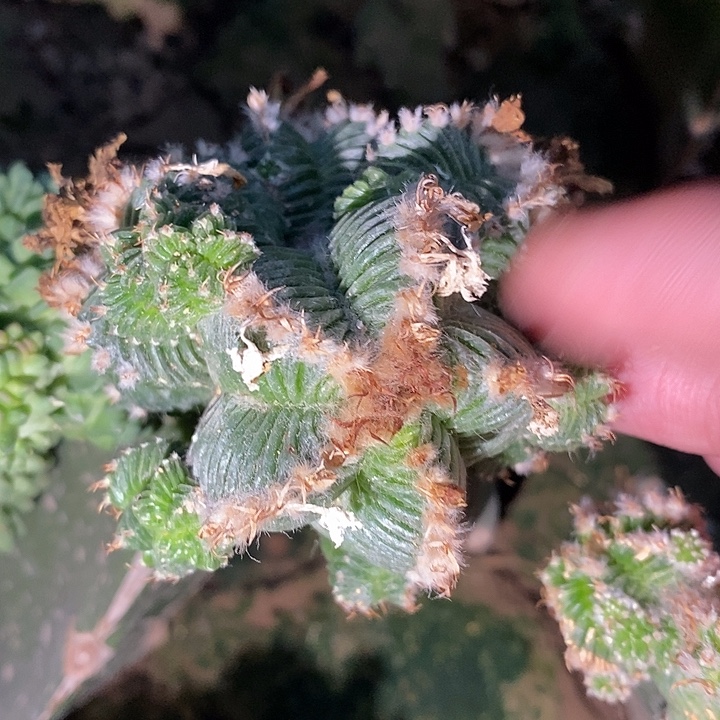 三角接精选五星花笼群