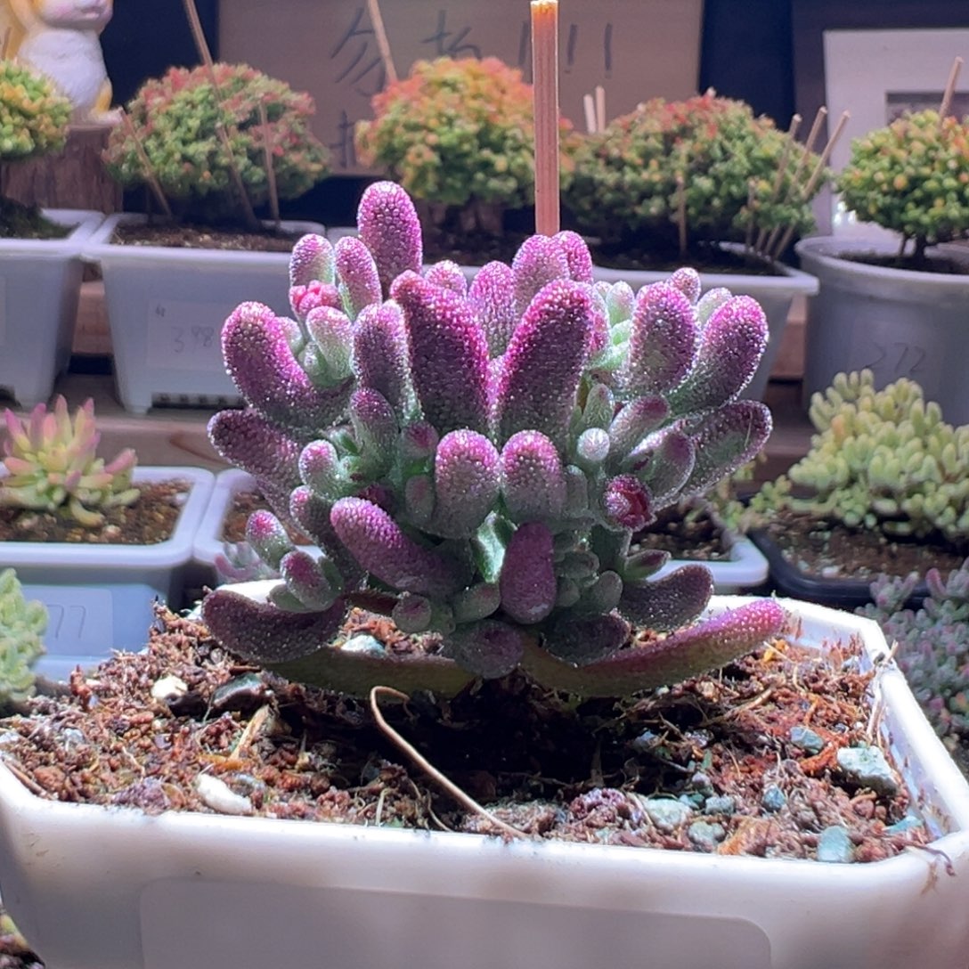 401紫闪光一物一拍包开箱