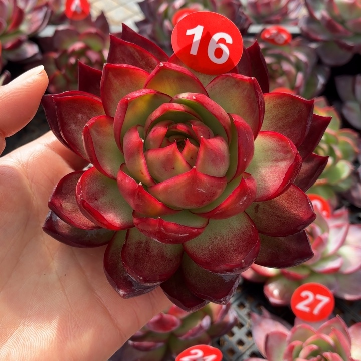 蓝***澜多肉植物 惊鸿仙子-4