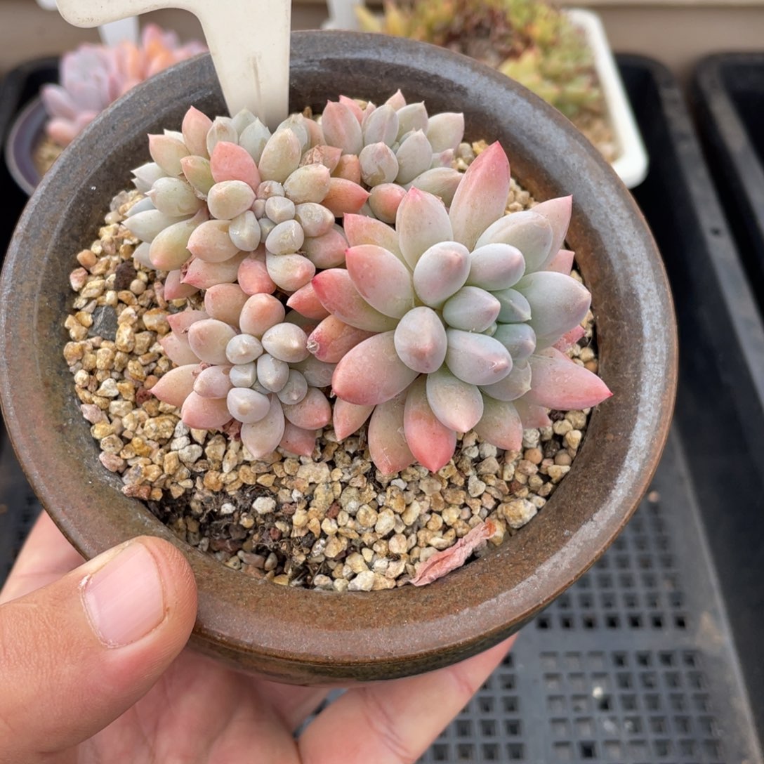 0377明珠不带盆8厘米