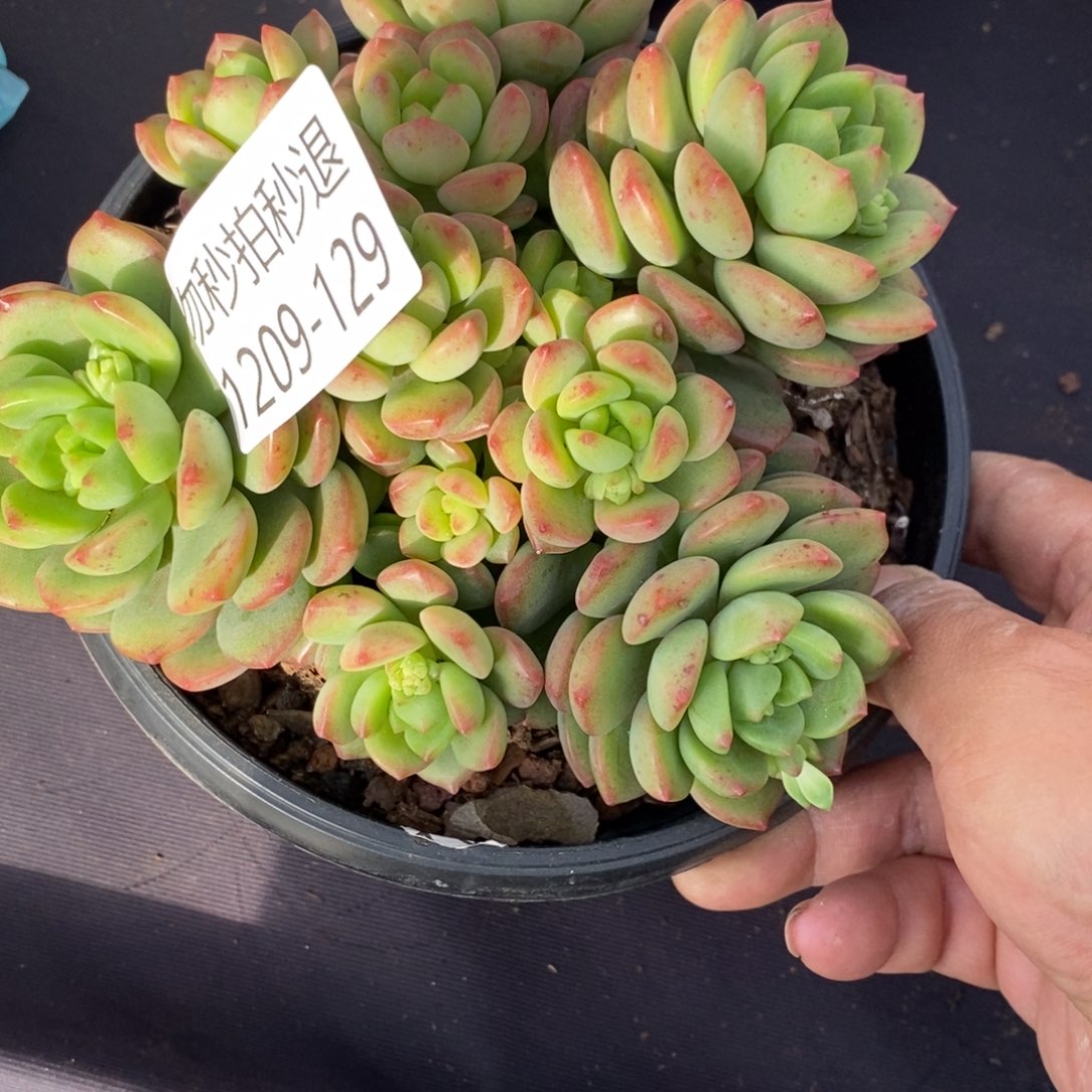 勿秒拍秒退 1209-129阳光玫瑰