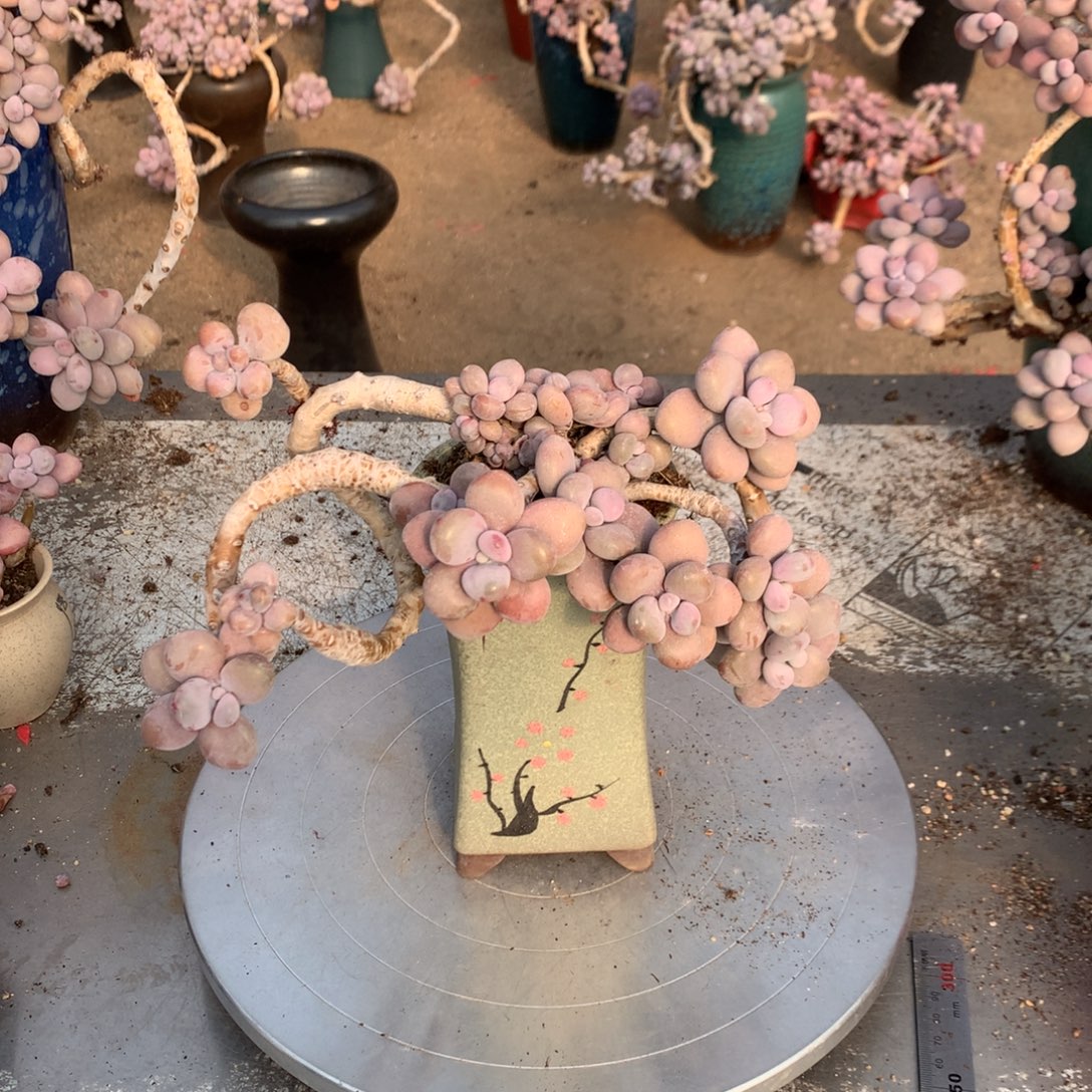 桃蛋老桩不带盆13号