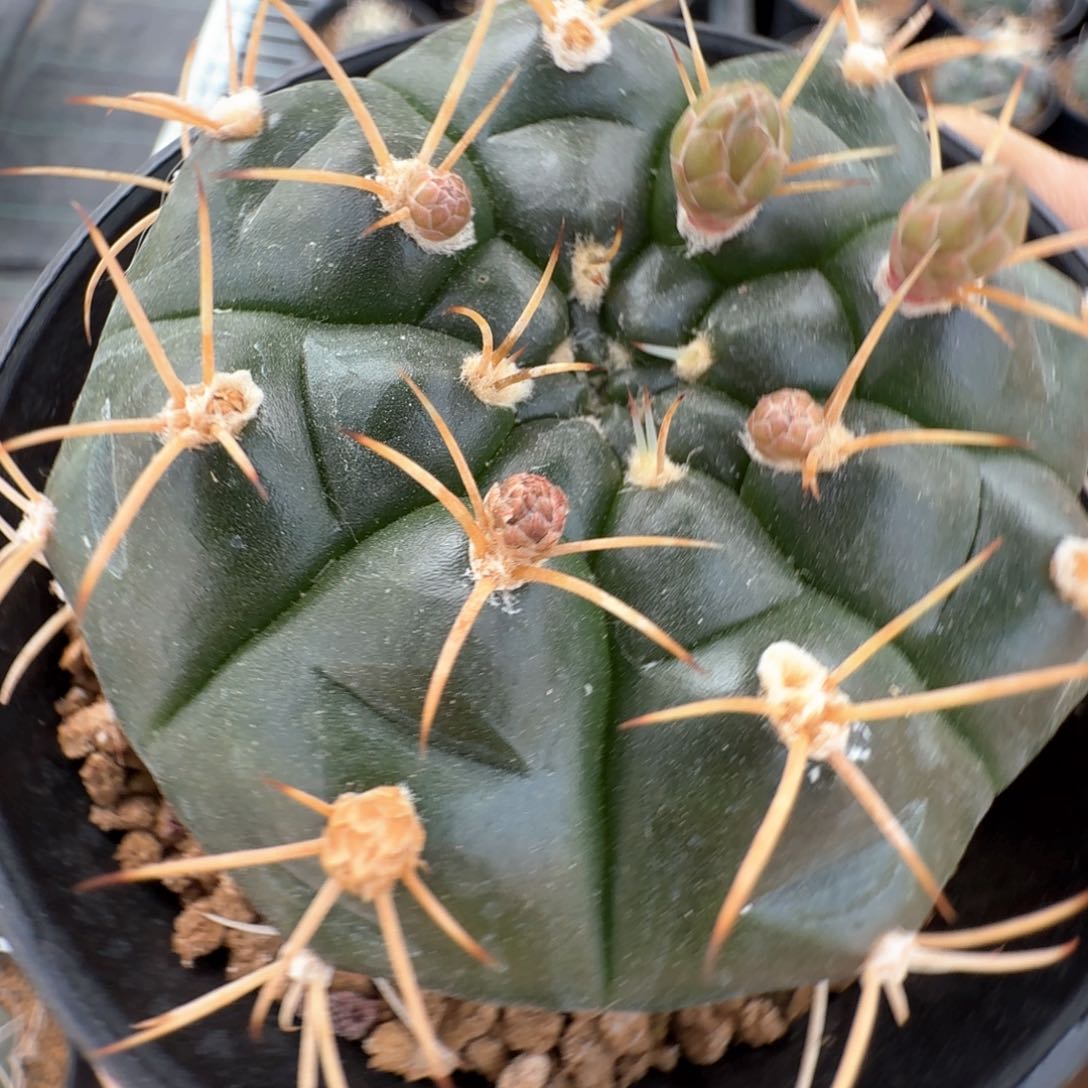 无花朵实生裸鄂尺寸6.8