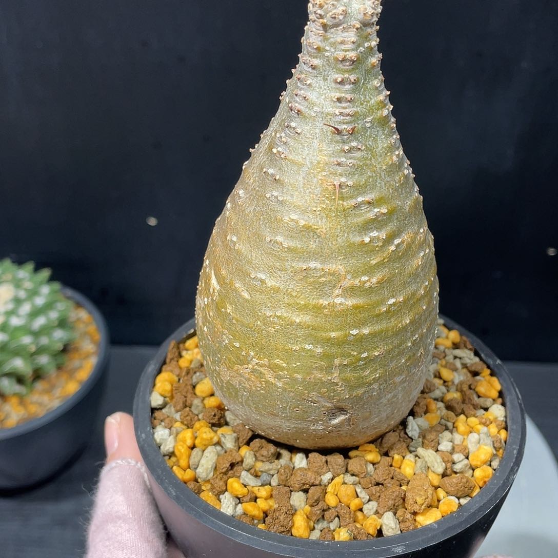 象牙宫老家6.1公分