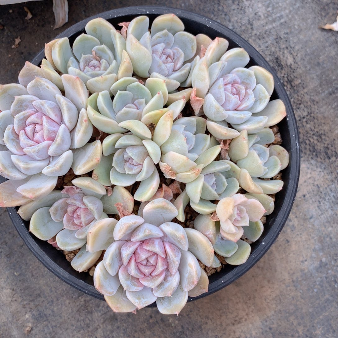 友家多肉一物一拍