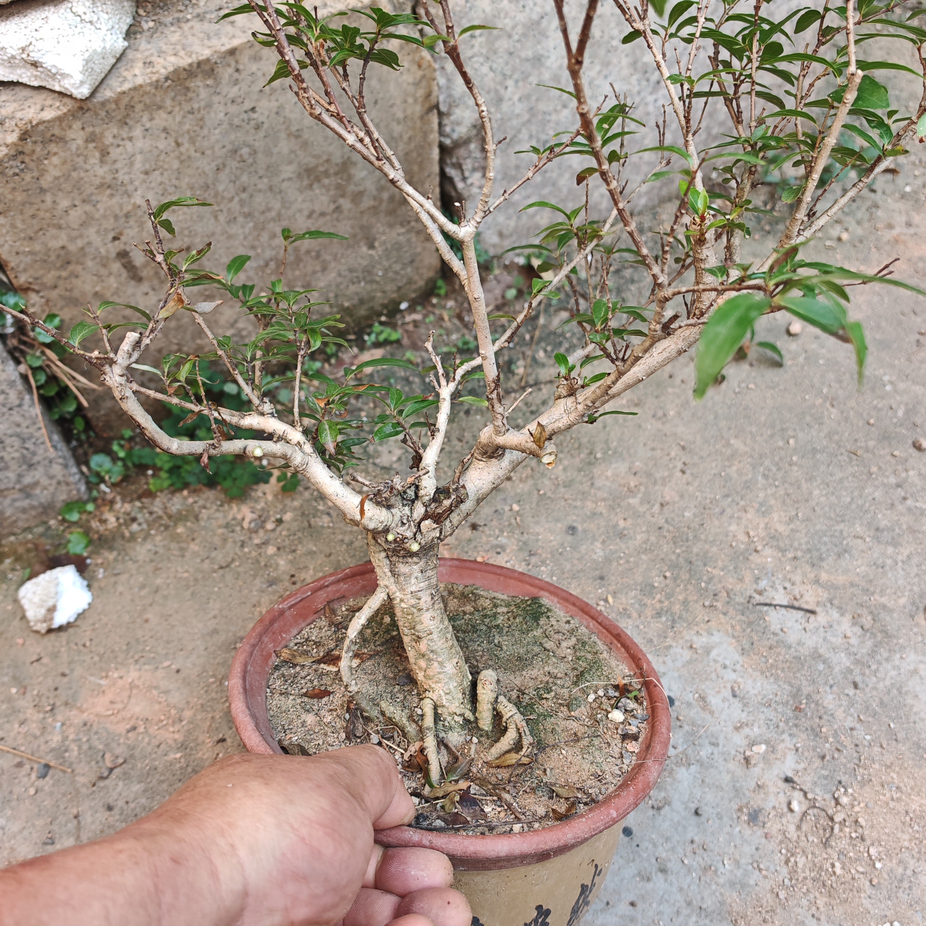 浙江水杨梅养鱼必备