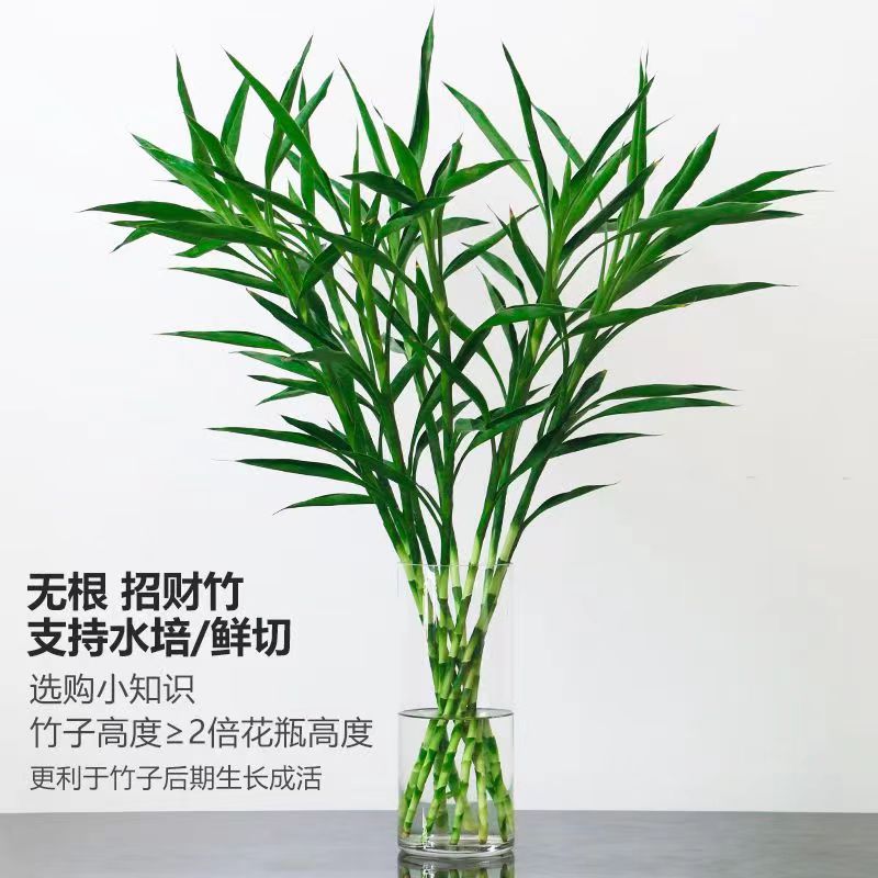 招财竹细叶发财竹富贵竹步步高绿植易养净化空气办公室家庭绿植