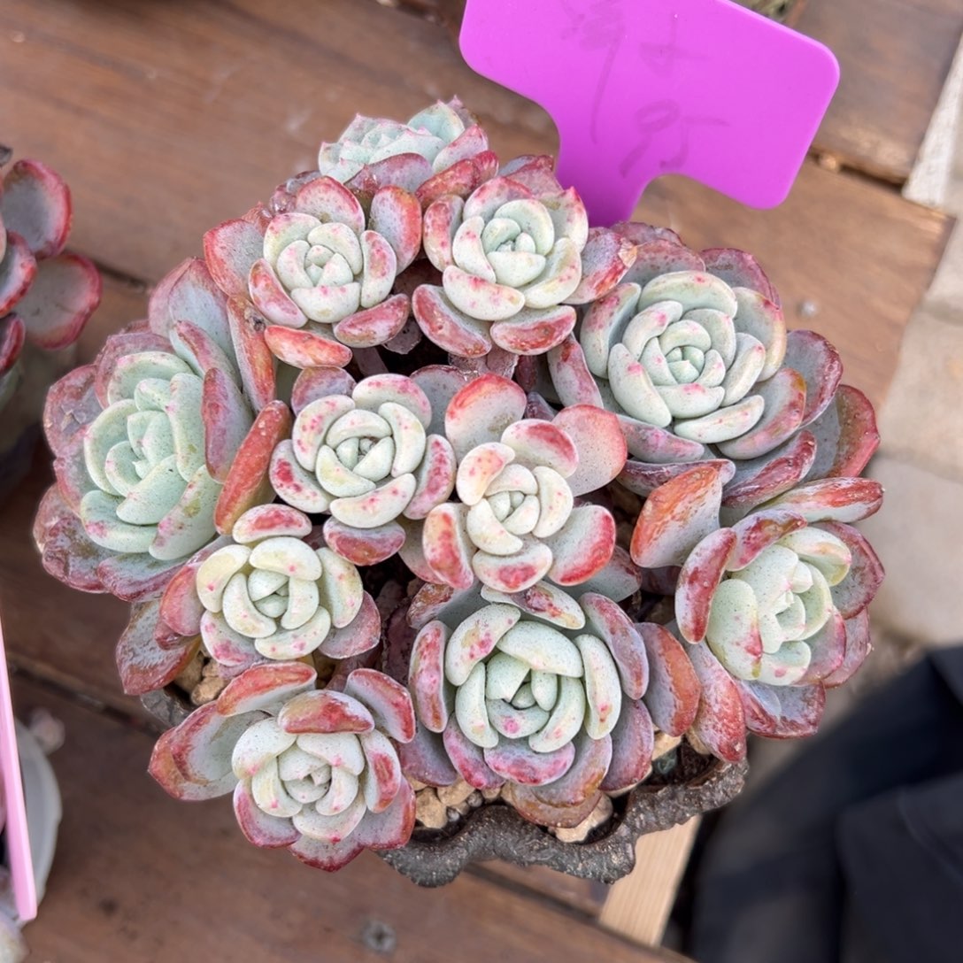 千山雪111111111111111