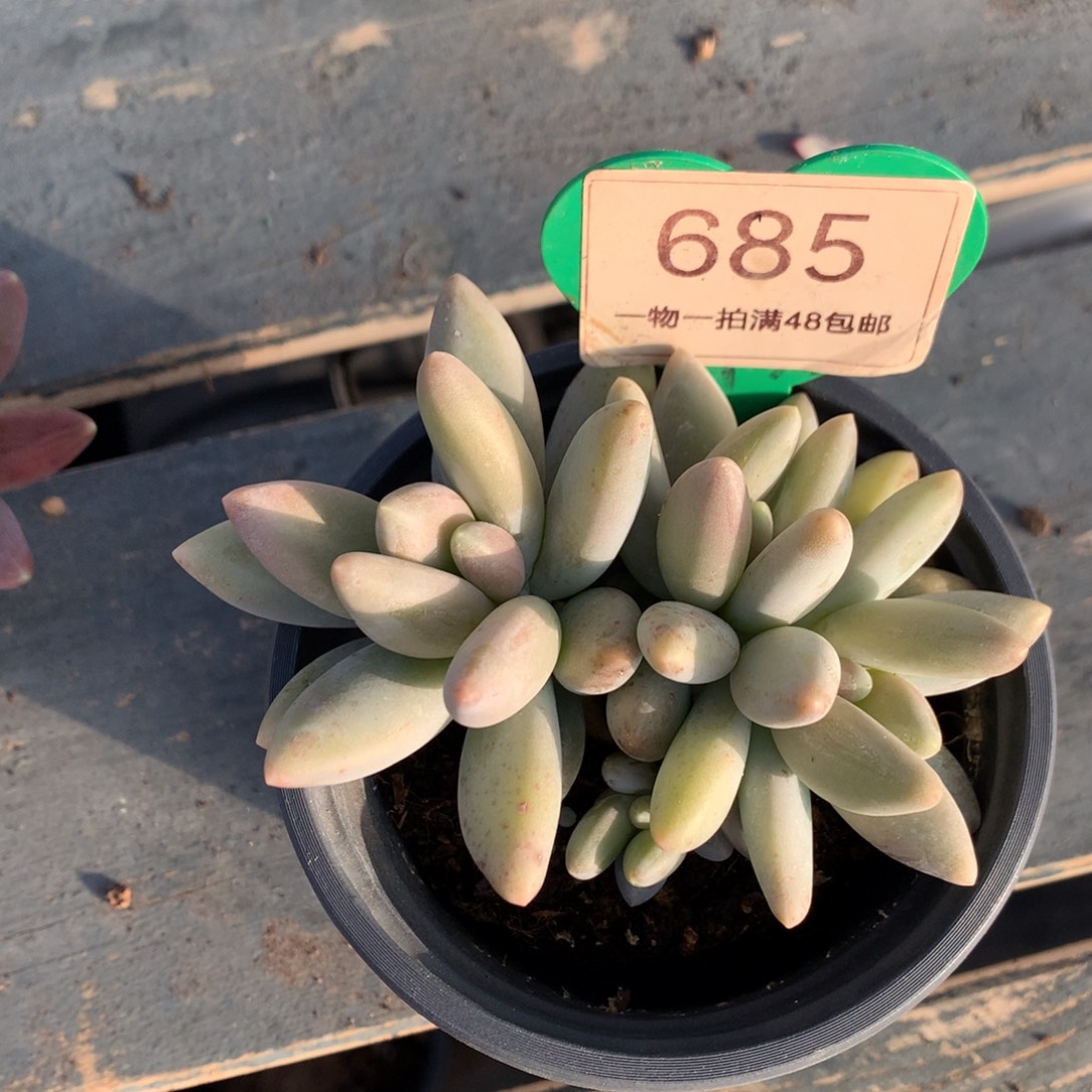 白兰地无砍平头685