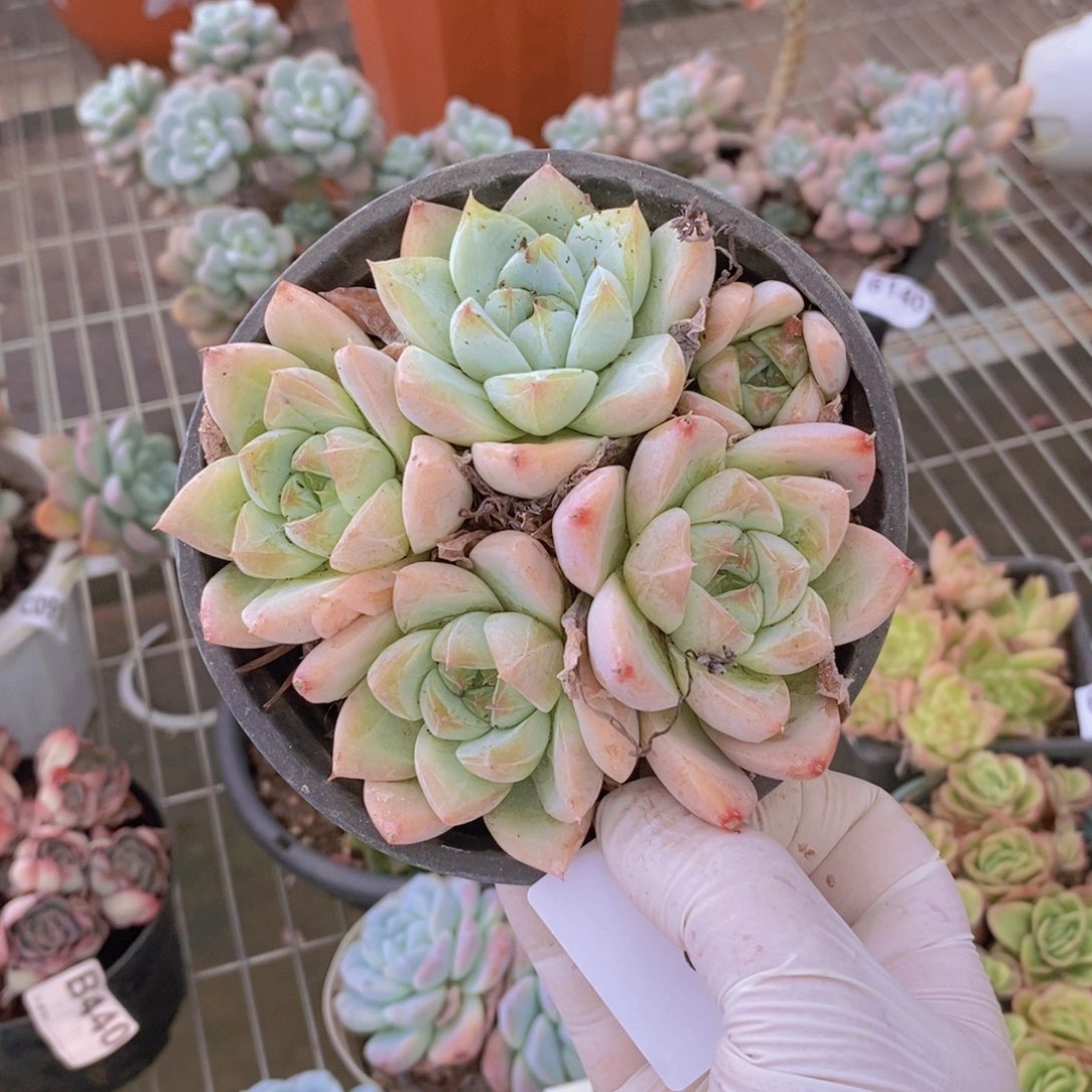 嘿****7153冰山美人一物一拍