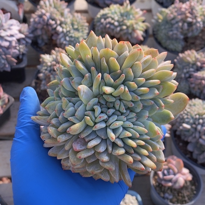 瑕疵缀一颗111111