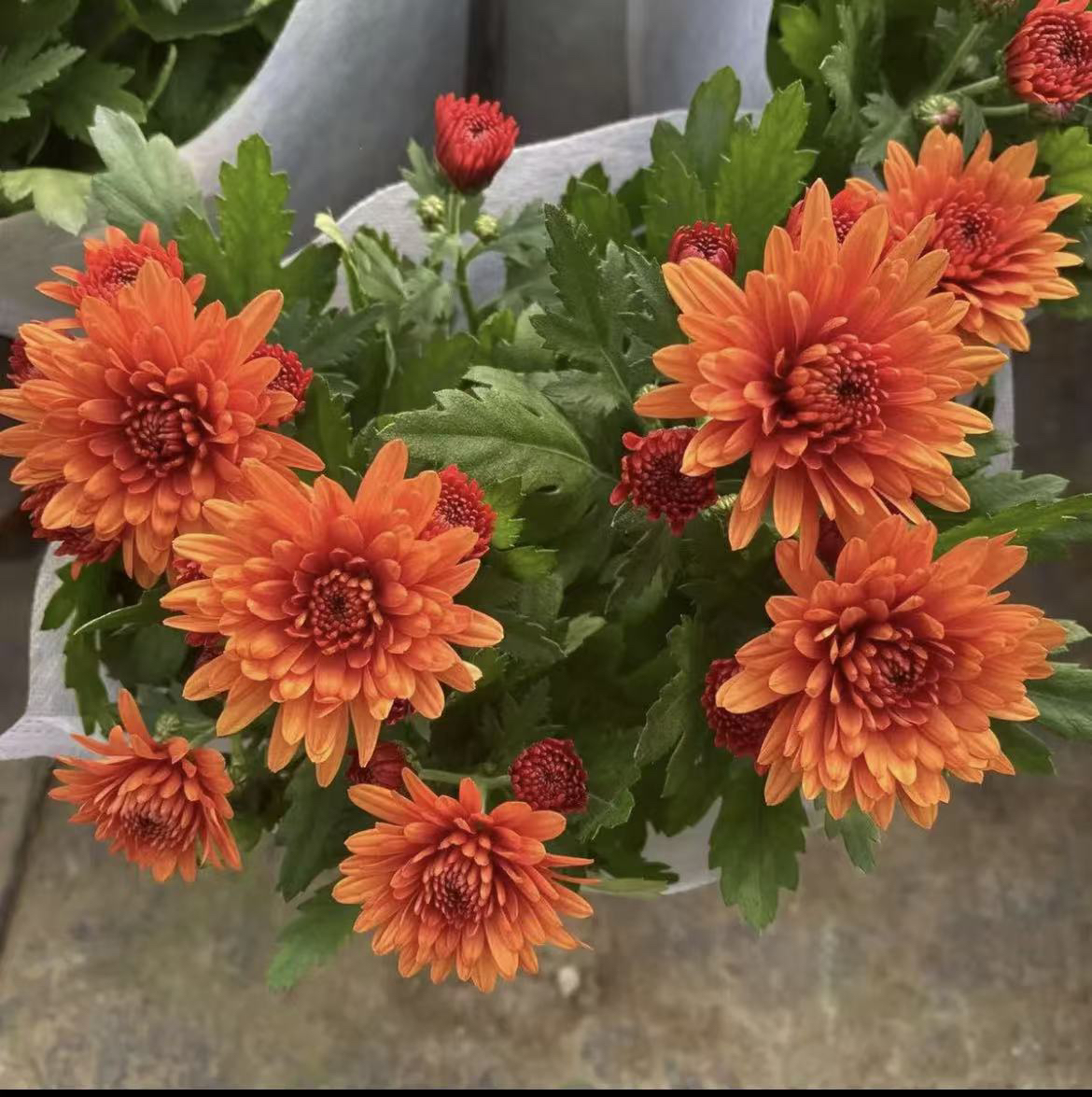 橙色四季荷兰菊 月月菊 四季长开 好看好养