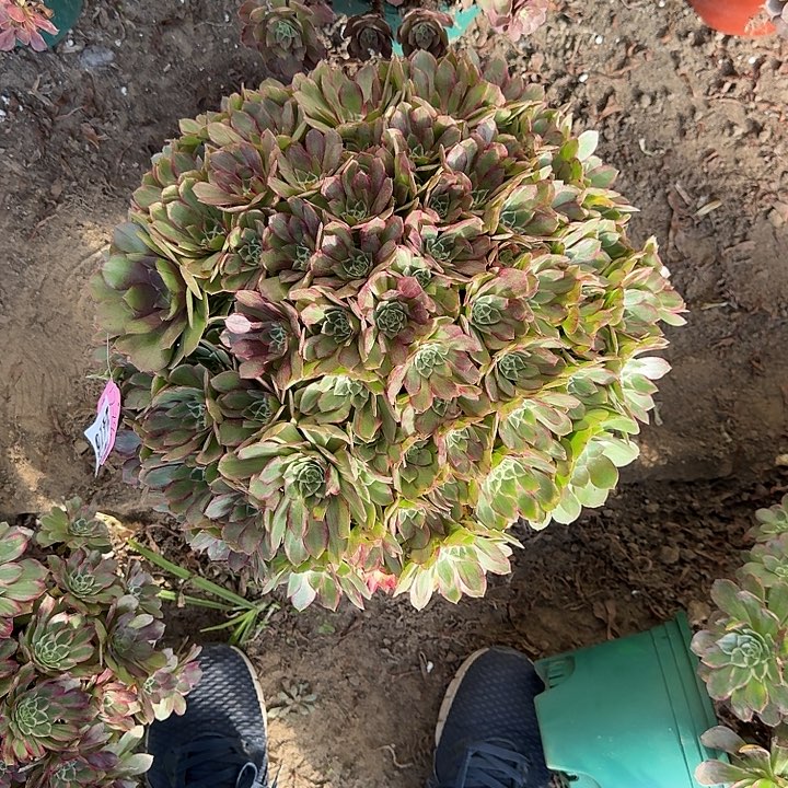 余***就17-28法师水蜜桃2416