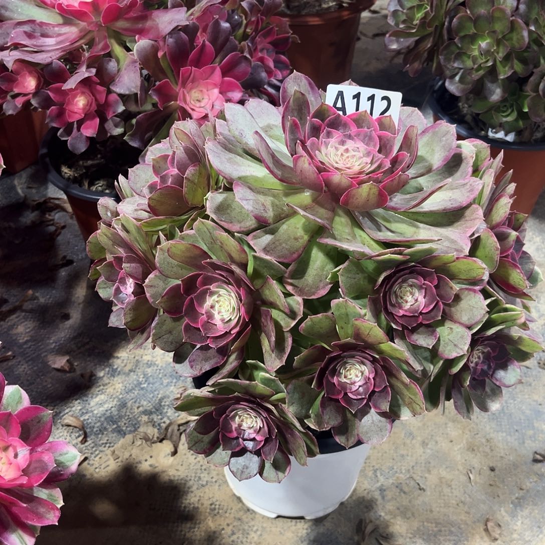 多肉植物粉花妖112多肉