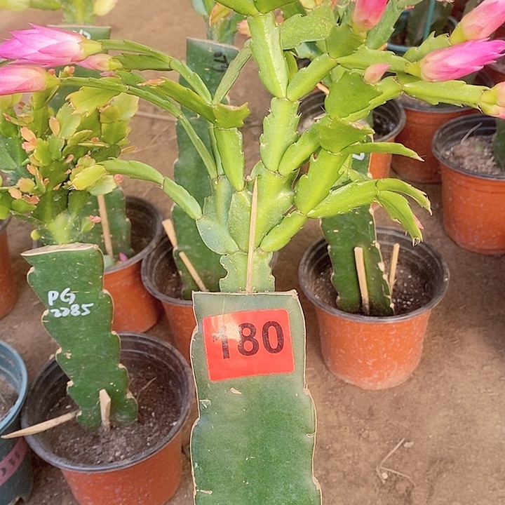 无花朵田*074/180号新疆不包邮