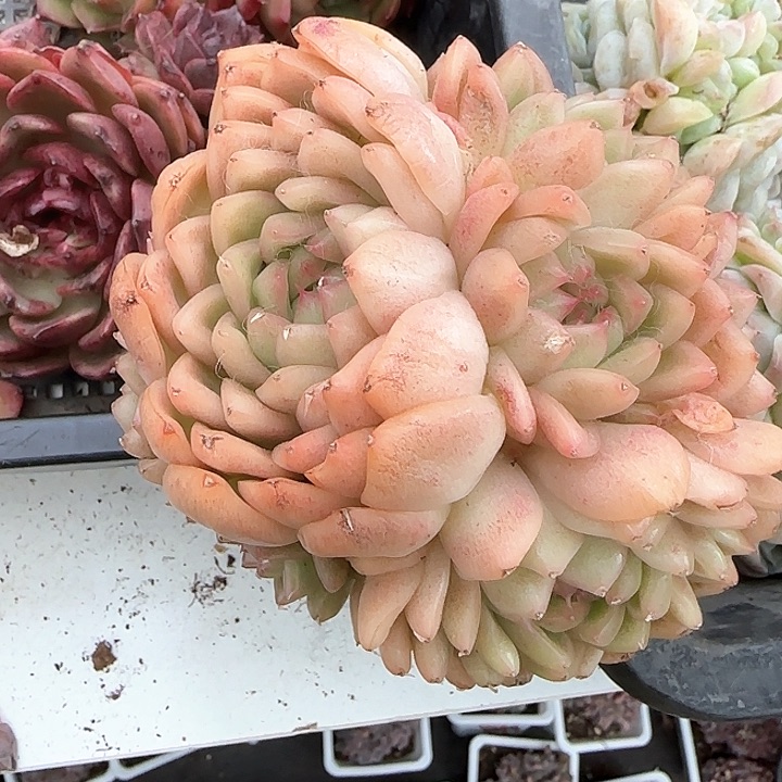 暗*青蛙王子儿童111