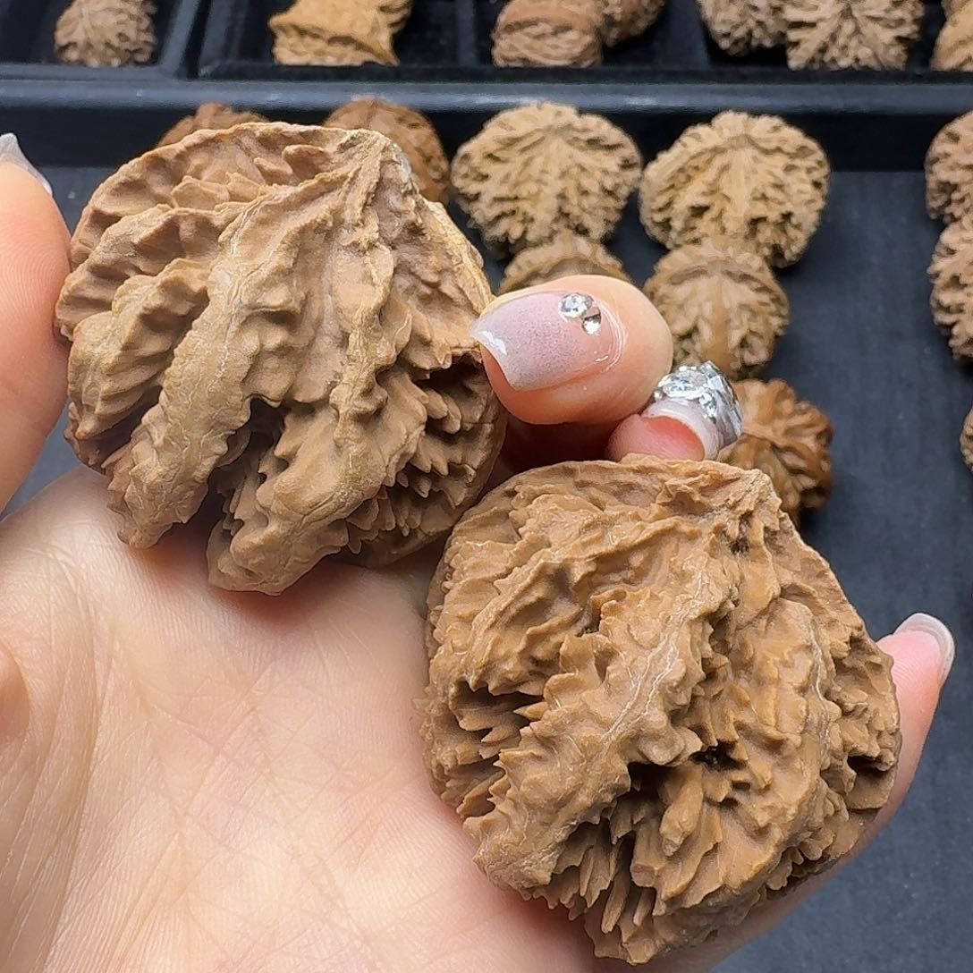 桃木突突突突突突突