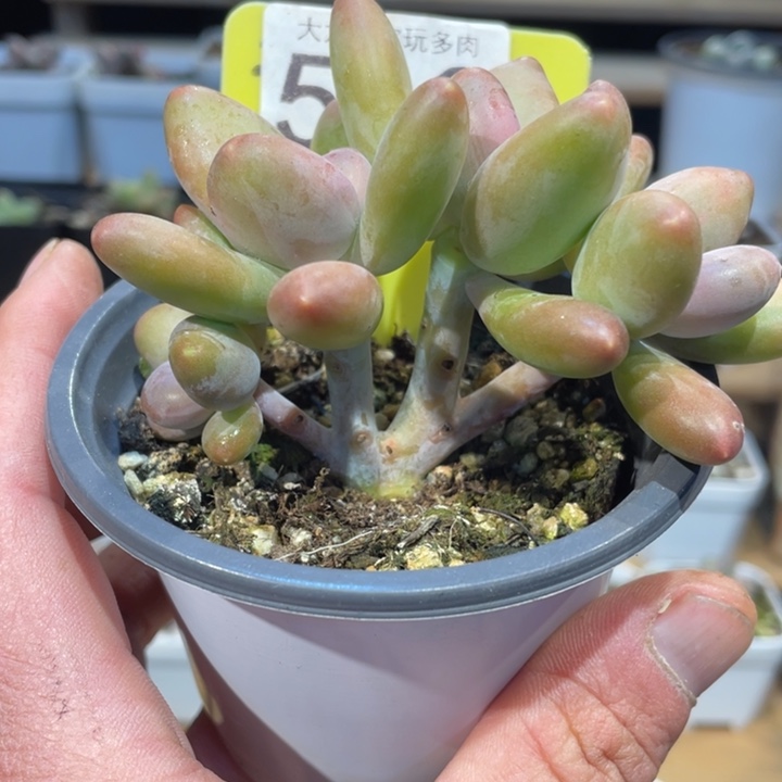 C***荷芒果560号的多肉吧啊