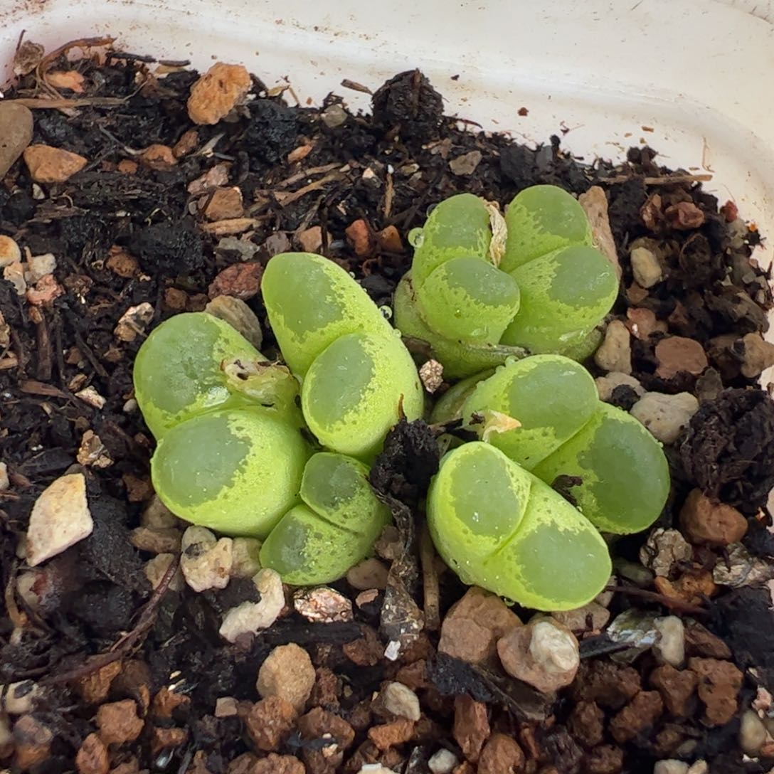 123多肉植物百科