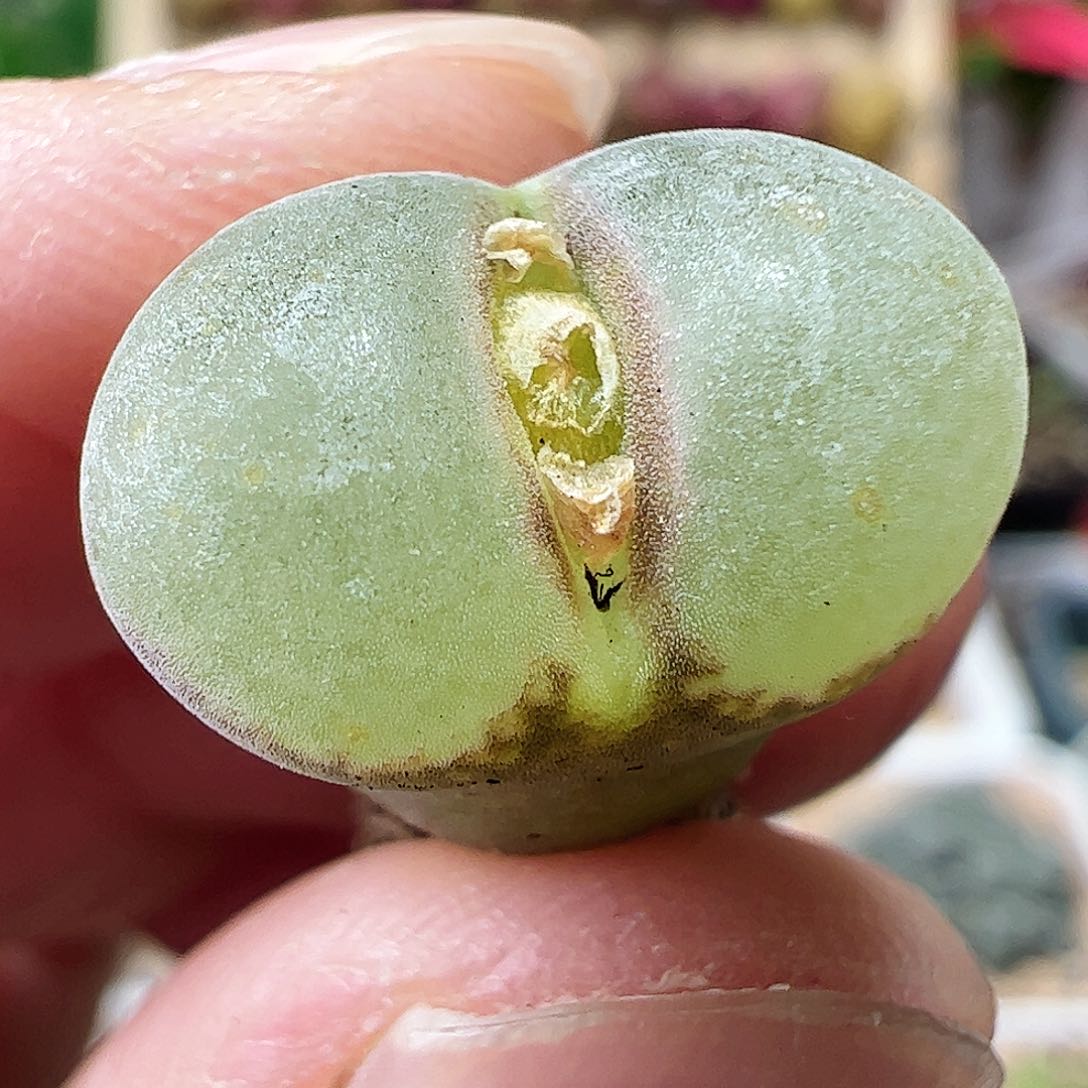 粉红女郎风铃玉一颗………………………